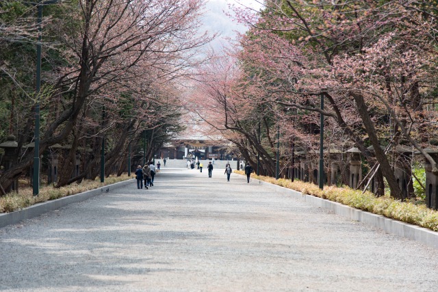 北海道神宮の春の表参道